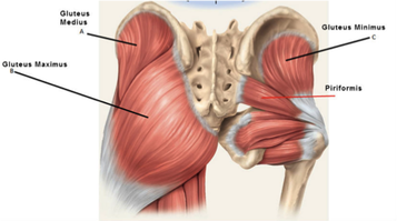 Can Chiropractic Relieve the Piriformis Syndrome?